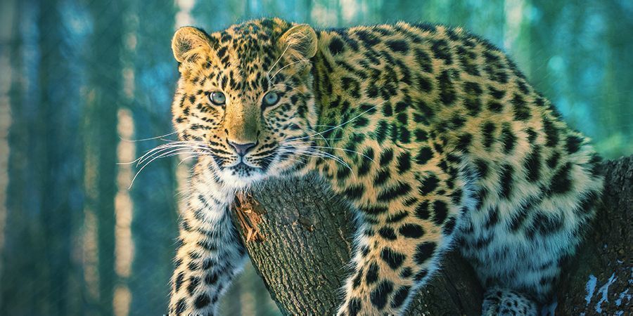 Jaguares que adoram ficar alterados - Ayahuasca (Banisteriopsis caapi)