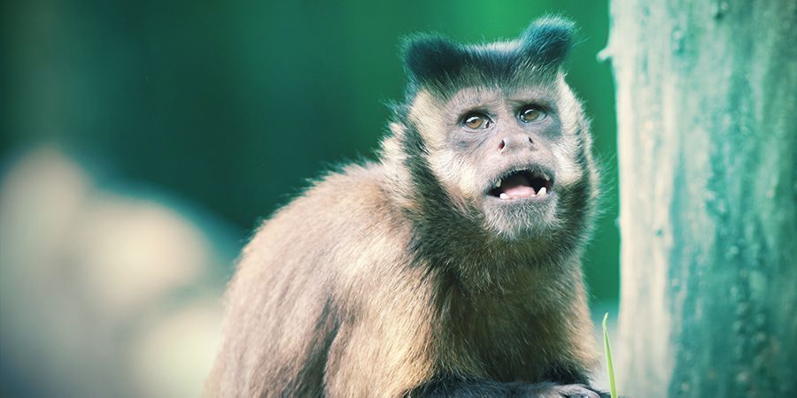 Macacos-prego e lémures que adoram ficar alterados - Milípedes alucinogénicos