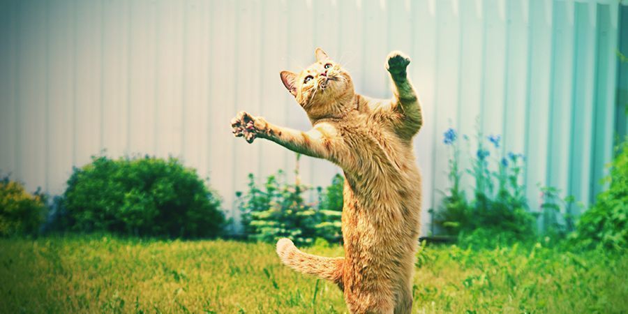 Gatos Que Gostam de Ficar Alterados - Erva-dos-gatos