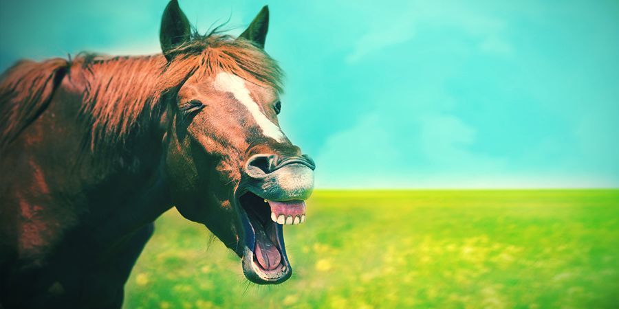 Cavalos que gostam de se alterar - Erva-louca
