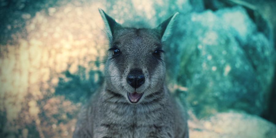 Wallabies Que Adoram Ficar Alterados - Ópio
