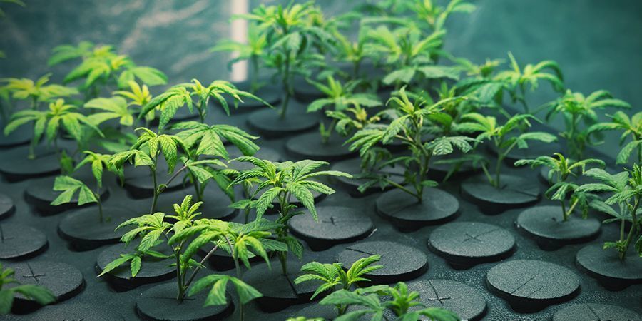 Cultivo de canábis através de clones: vantagens