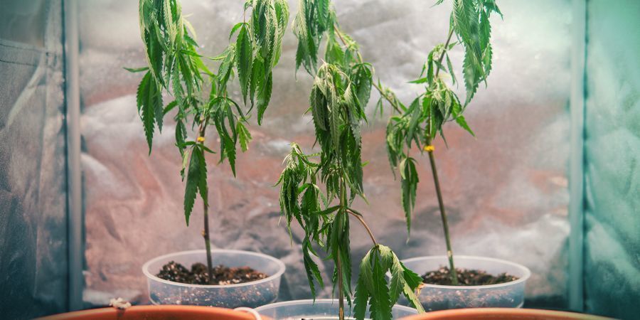 CULTIVO DE CANNABIS COM CLONES: DESVANTAGENS