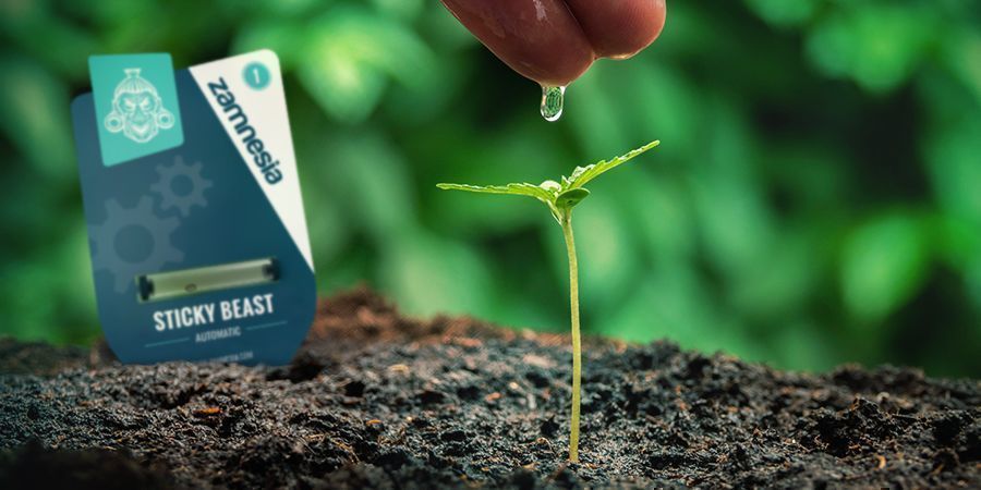 CULTIVO DE CANNÁBIS A PARTIR DE SEMENTES: VANTAGENS