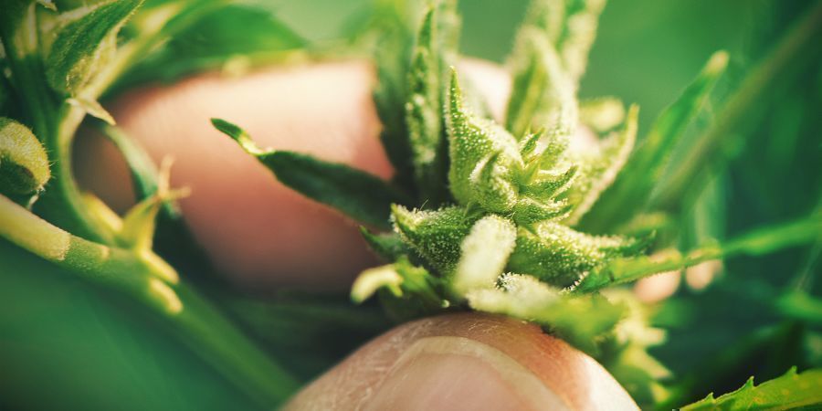 CULTIVO DE CANNÁBIS A PARTIR DE SEMENTES: DESVANTAGENS
