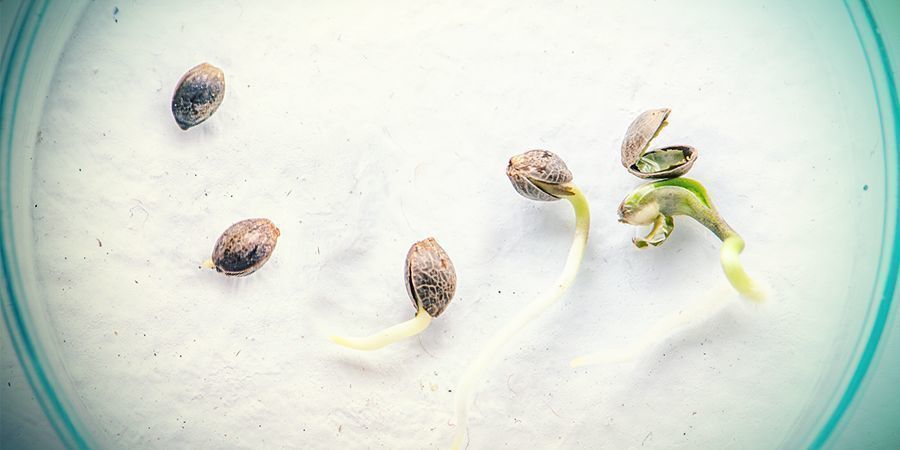 QUAL É A DIFERENÇA ENTRE SEMENTES E CLONES DE CANÁBIS?