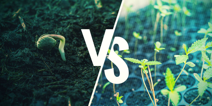 Sementes de canábis vs. clones: qual a melhor opção?