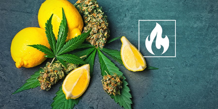 Canabinóides, Terpenos, Temperaturas & Você