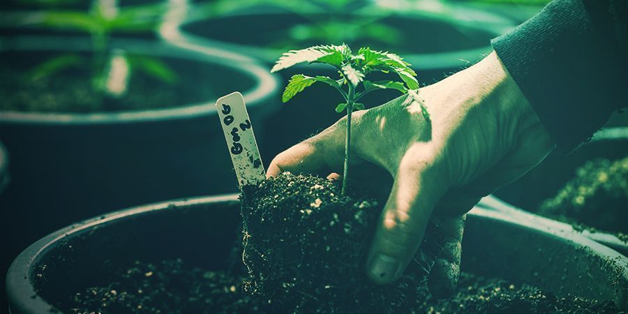 DICA SIMPLES PARA FACILITAR O TRANSPLANTE