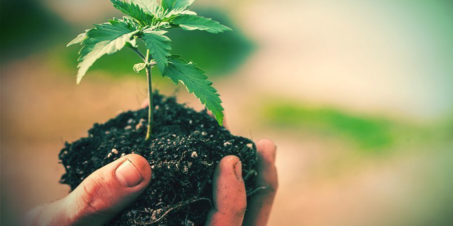 COMO TRANSPLANTAR PLANTAS DE CANÁBIS?