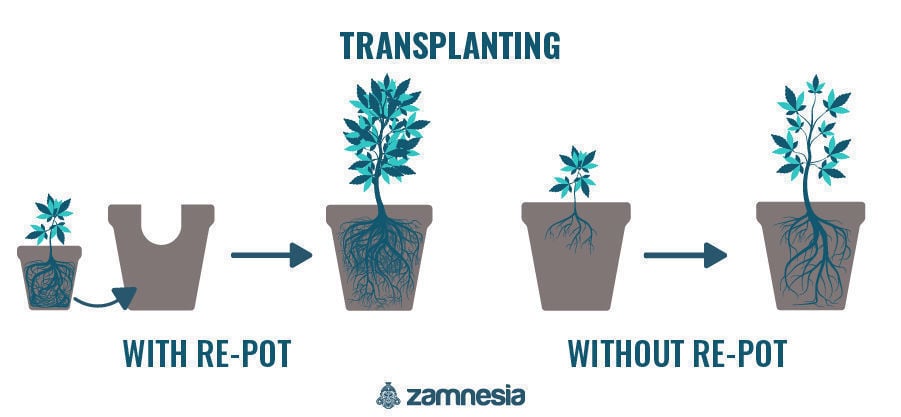Transplantar as suas plantas de canábis