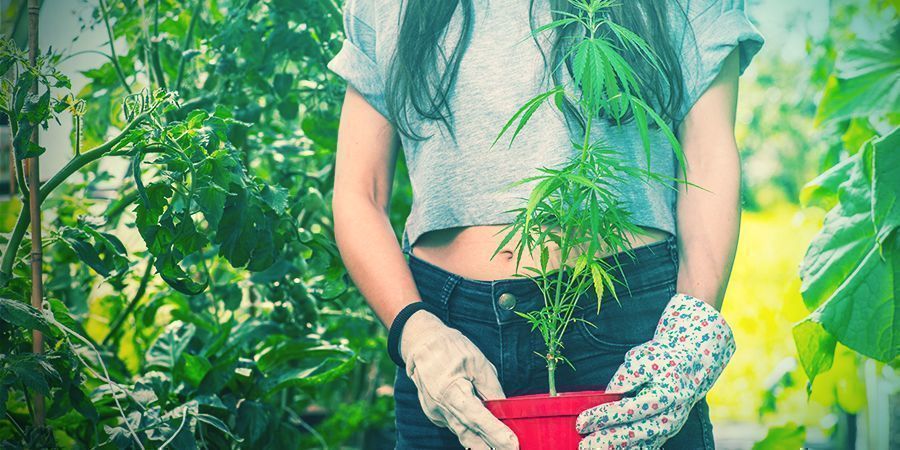 Transplantar plantas de canábis