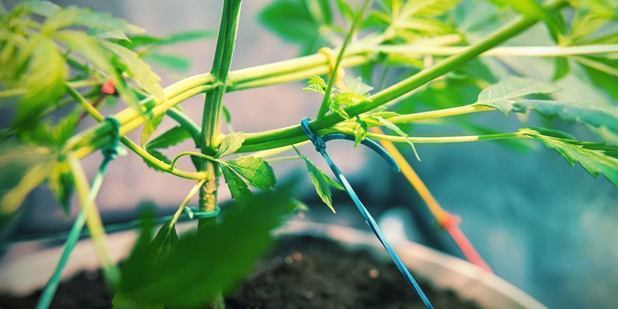 Como cultivar canábis mais aromática