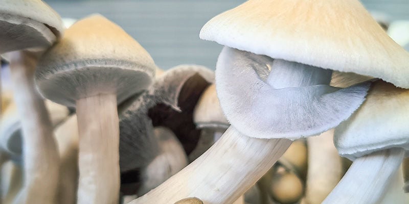Cogumelos mágicos: Qual é o momento certo para colher?