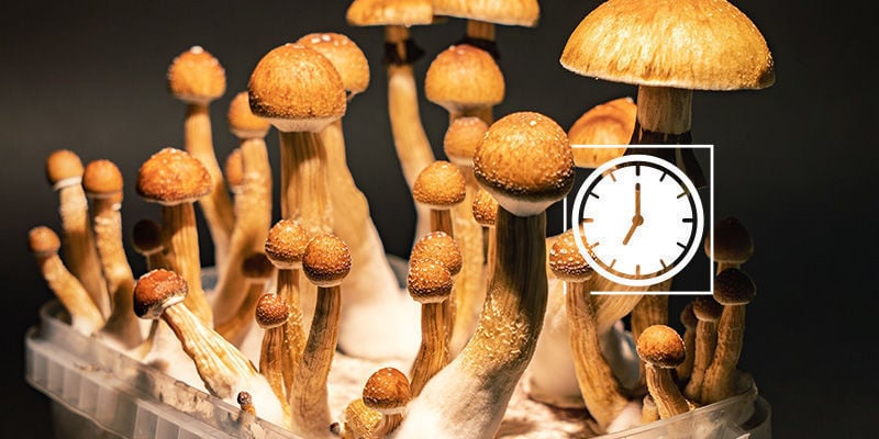 Cogumelos mágicos: a importância da colheita no momento certo