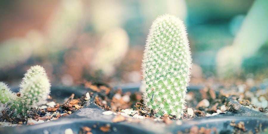 Plantação das estacas de cato secas e cicatrizadas