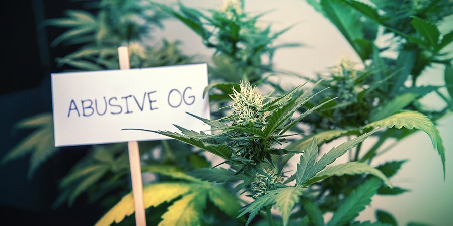 PROBLEMAS COM O ATUAL SISTEMA DE NOMES DE CANNABIS