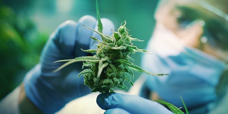 Perceção da cannabis