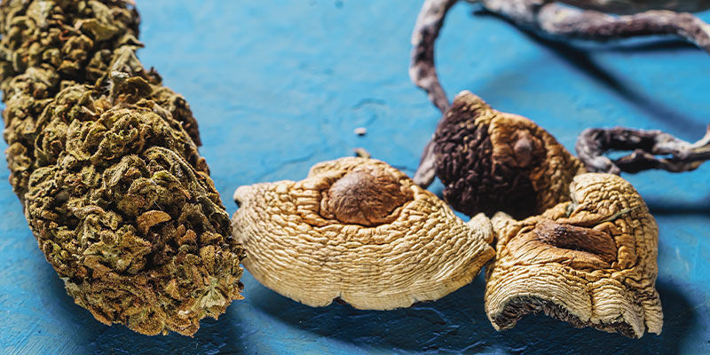 Misturar canábis com cogumelos mágicos: será uma boa ideia?