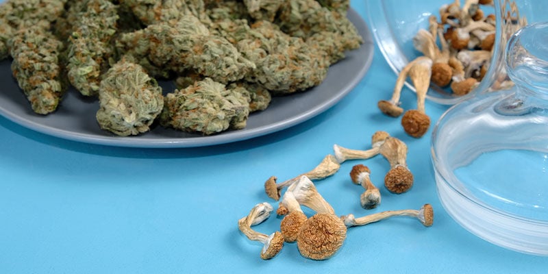 A relação entre a canábis e os cogumelos mágicos