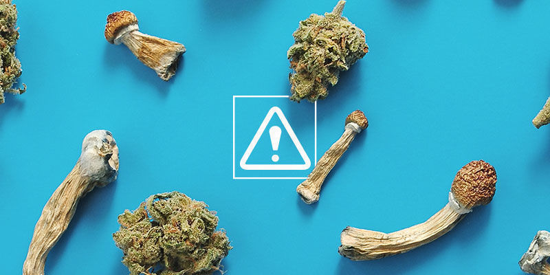 Quais são os riscos de misturar canábis com cogumelos mágicos?
