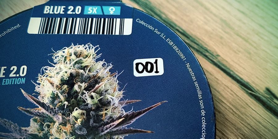 O que é a Kannabia Seed Company?