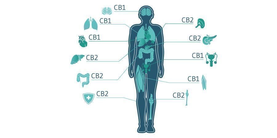 O CBC terá um papel futuro na medicina canábica?