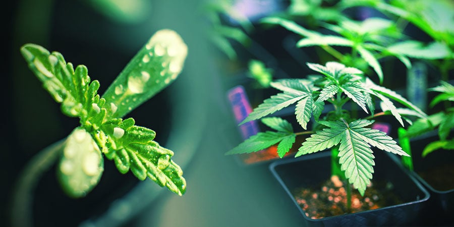 ESCOLHA UM EXCELENTE EXEMPLAR DE CANNABIS