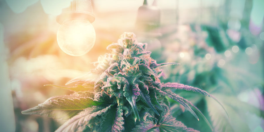 PREPARAR A SUA PLANTA-MÃE BONSAI DE CANNABIS PARA O SUCESSO