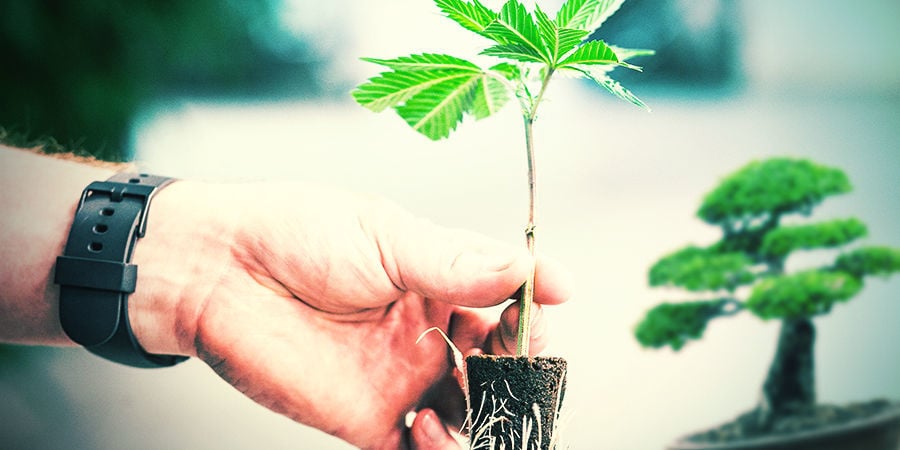 Como tirar clones de plantas mãe bonsai de cannabis