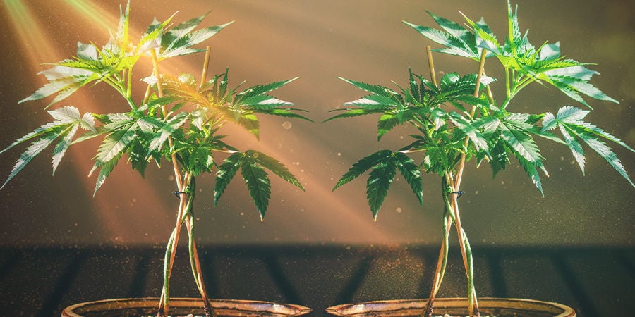 Mantendo as mães de cannabis bonsai saudáveis