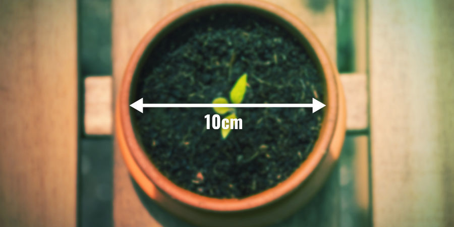 Mude a sua planta-mãe para o vaso final