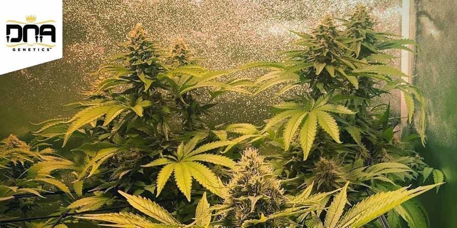 Sharksbreath (Colecção Grow Your Own)