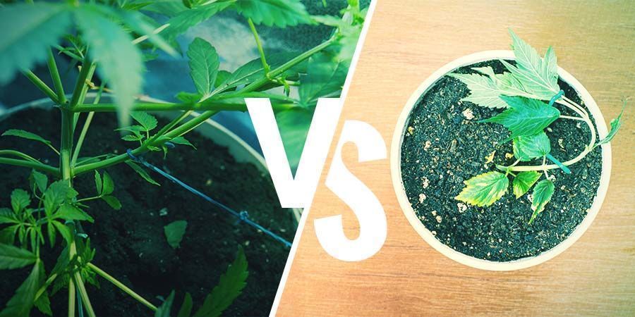 Treinar as Tuas Plantas de Cannabis: LST VS. HST