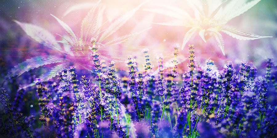 Cannabis & Linalool: Como pode beneficiar?