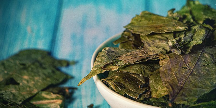 O que é Ayahuasca?