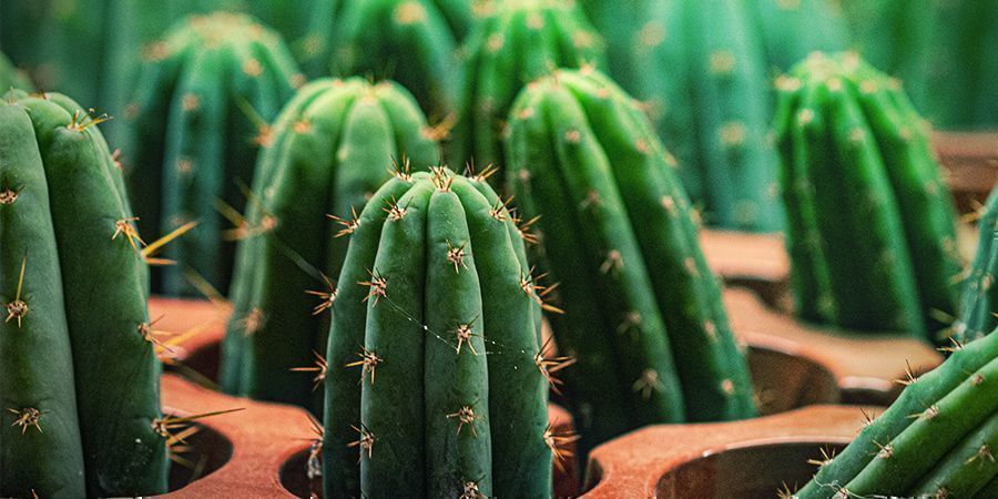 O cacto Peruvian Torch tem 10 vezes mais mescalina do que o San Pedro