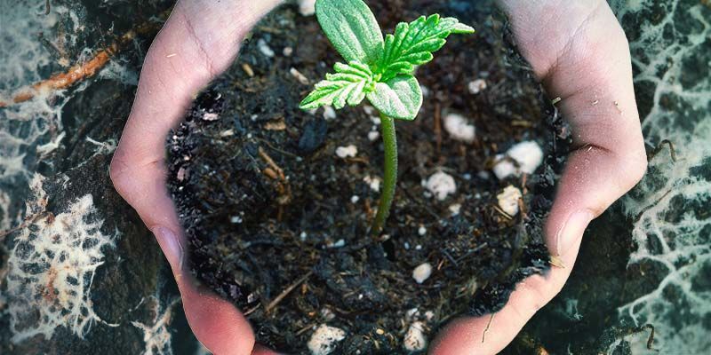 OS BENEFÍCIOS DE ADICIONAR FUNGOS MICORRÍZICOS À MISTURA DE SOLO PARA CANÁBIS
