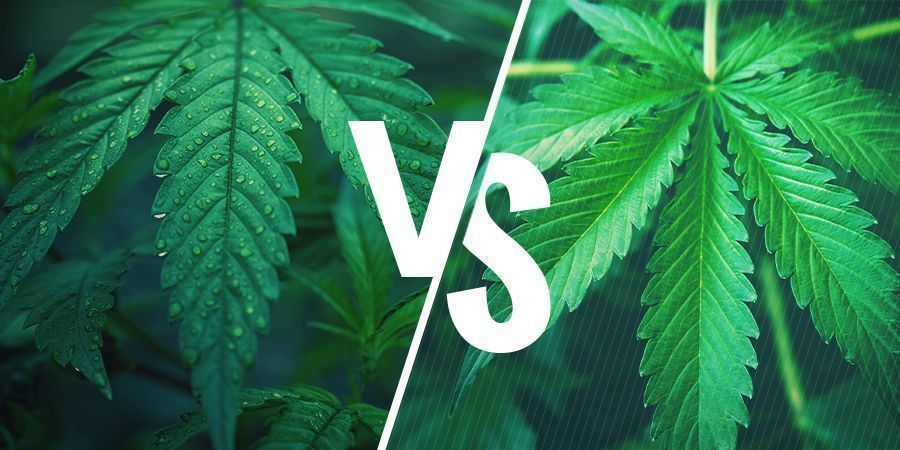 Indica vs. Sativa — Escolher A Melhor Variedade Para Os Seus Comestíveis De Cannabis