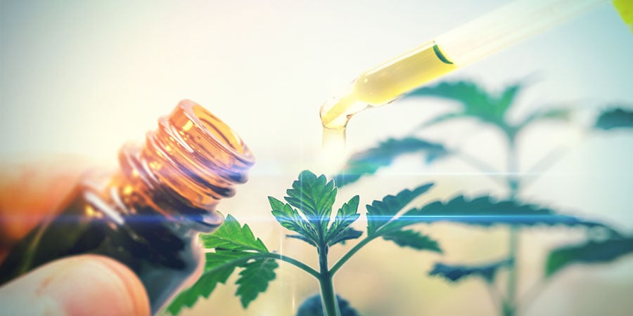 O que é o CBD Cannabis?