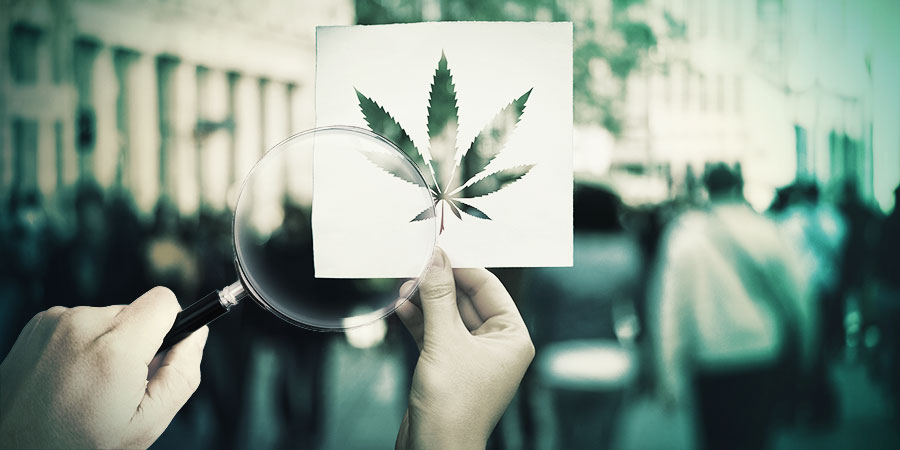 Uma mistura de morfologia índica e sativa: a cultivar Hokkaido Hemp