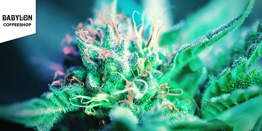 Babylon Coffeeshop - Melhor Híbrido de Cannabis em Amesterdão