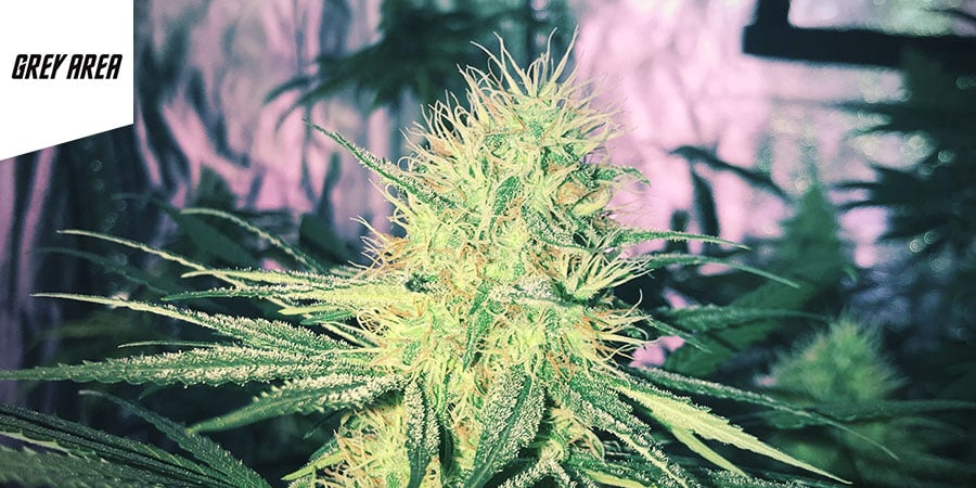 Grey Area Coffeeshop - Melhor Cannabis Híbrida em Amesterdão