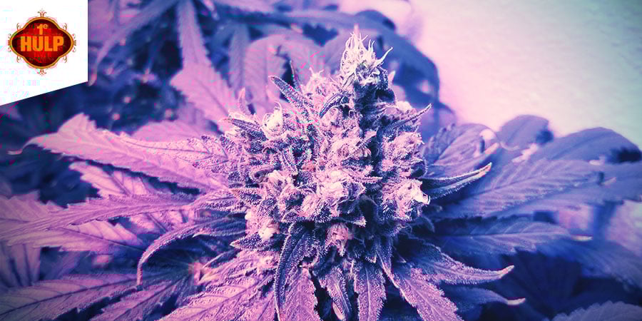 Coffeeshop 1e Hulp - Melhores Variedades Híbridas de Cannabis em Amesterdão