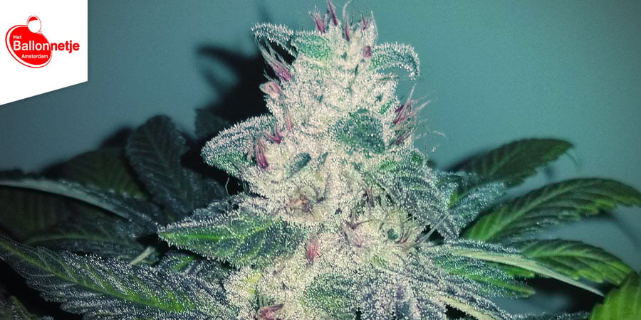 Coffeeshop Het Ballonnetje - Melhor cannabis híbrida de Amesterdão