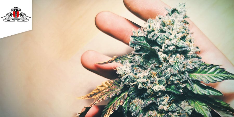 Coffeeshop The Stud - Melhor Híbrido de Cannabis em Amesterdão