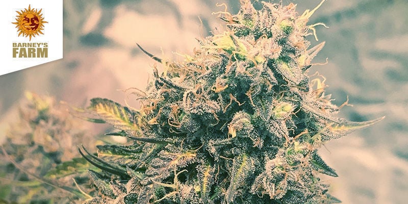 Melhor Sativa: Barney's Coffeeshop Amsterdam