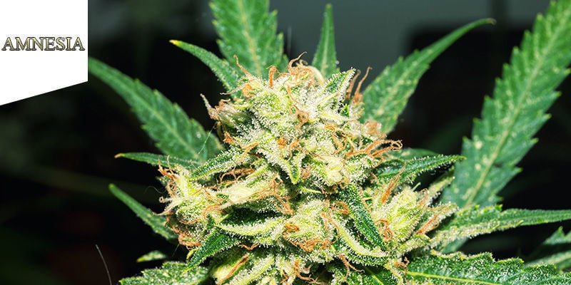 Melhor erva sativa: Amnesia Coffeeshop Amesterdão