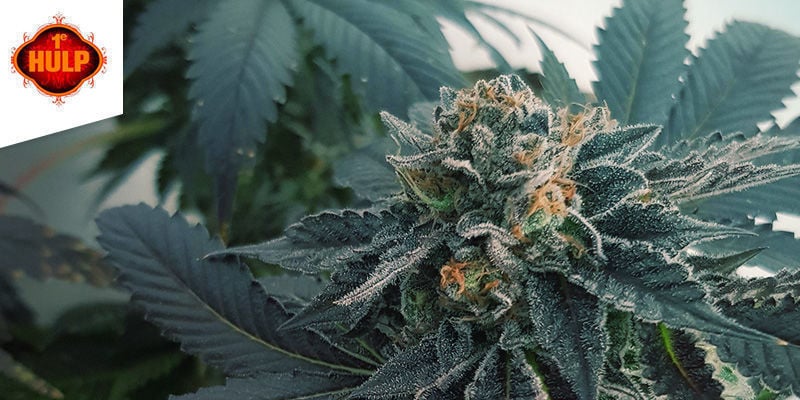 Melhor Sativa: Coffeeshop 1e Hulp Amesterdão