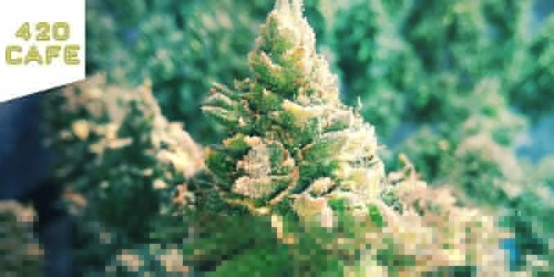 Melhor erva sativa: Coffeeshop 420 Cafe Amesterdão